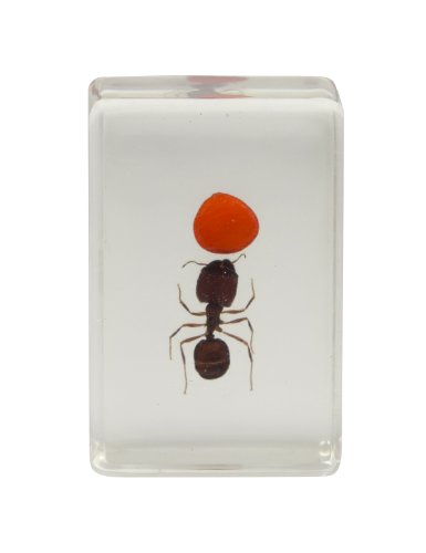 Celestron 44409 3D Bug Specimen Kit #3 (Black, Orange, Brown)