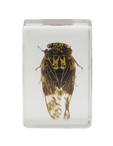 Celestron 44409 3D Bug Specimen Kit #3 (Black, Orange, Brown)