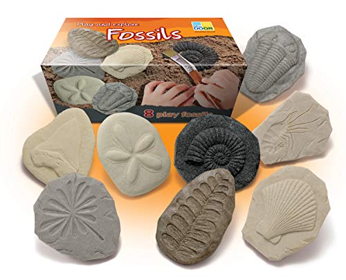 Fossil Exploration Kit for Kids
