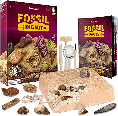 STEM Fossil Dig Kit - 15 Real Fossils & Bones