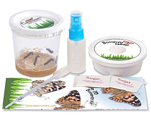 Butterflies in a Pop-Up Cage Kit