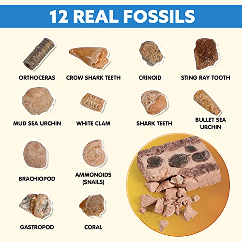 Gemstone Fossil Dig Kit for Kids
