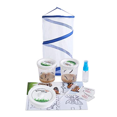 Pop-Up Live Butterfly Kit: 10 Caterpillars Included