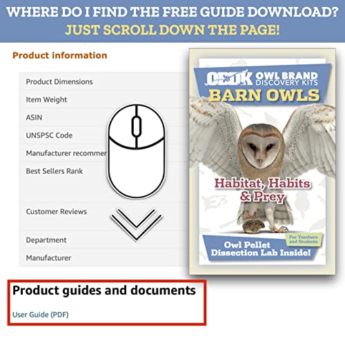 Jumbo Barn Owl Pellet Kit for Kids