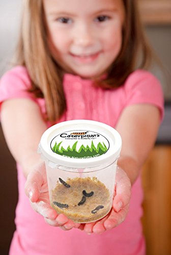 Butterfly Kit: 10 Painted Lady Caterpillars & Pop Up Cage