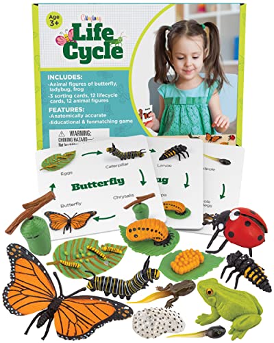 Montessori Life Cycle Set - 12-Piece Animal Match