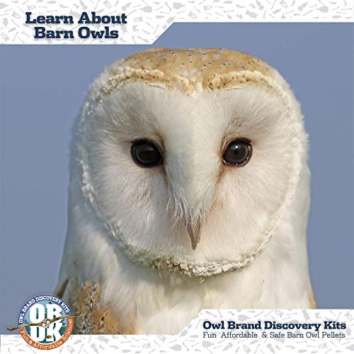 Jumbo Barn Owl Pellet Kit for Kids