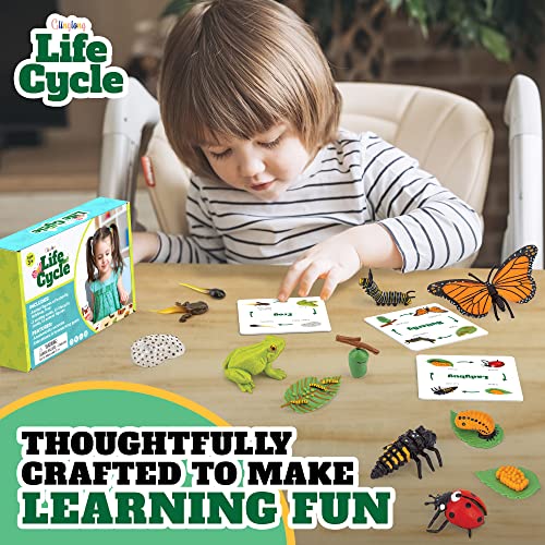 Montessori Life Cycle Set - 12-Piece Animal Match