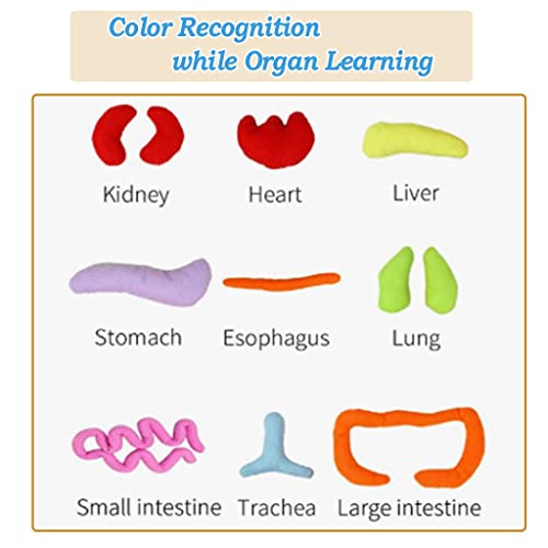 Human Body Anatomy Plush Toy for Kids