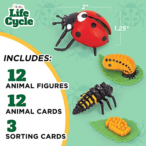 Montessori Life Cycle Set - 12-Piece Animal Match