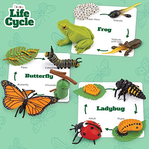 Montessori Life Cycle Set - 12-Piece Animal Match