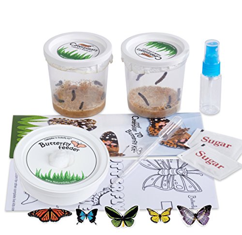 Butterfly Growing Kit: 10 Live Caterpillars, Cage & Book