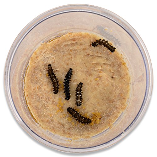 Butterfly Growing Kit: 10 Live Caterpillars, Cage & Book