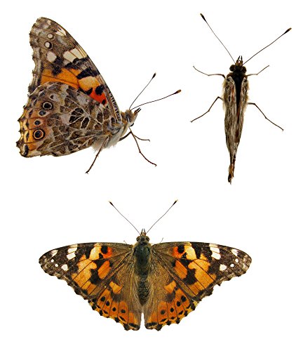 Butterfly Growing Kit: 10 Live Caterpillars, Cage & Book