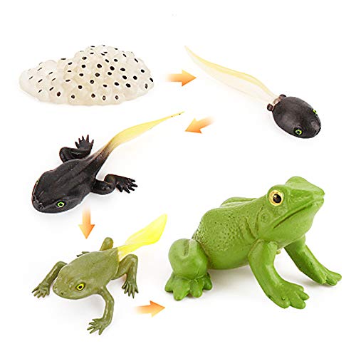Frog Life Cycle Educational Toy Set