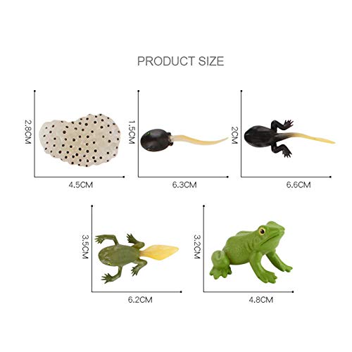 Frog Life Cycle Educational Toy Set