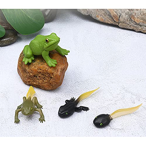 Frog Life Cycle Educational Toy Set
