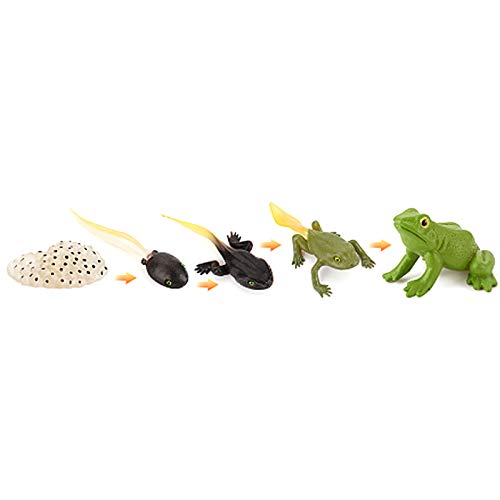 Frog Life Cycle Educational Toy Set