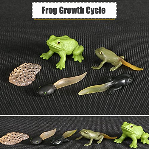 Frog Life Cycle Educational Toy Set