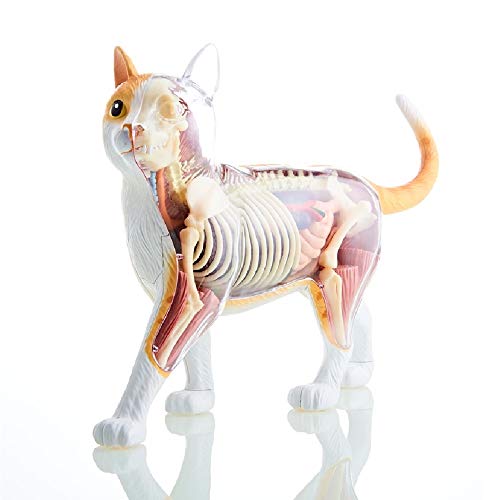 Orange Tabby Cat Skeleton Model Kit