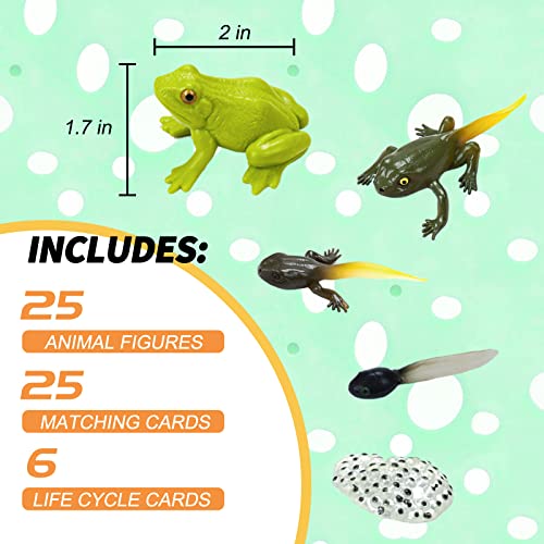 Montessori Animal Life Cycle Figurine Set