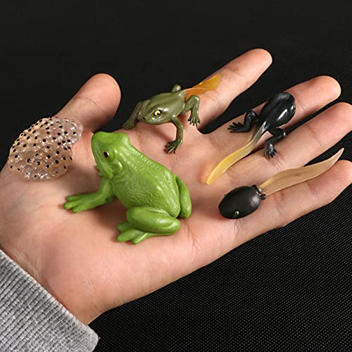 Frog Life Cycle Educational Toy Set
