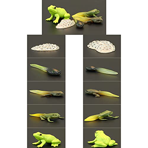 Frog Life Cycle Educational Toy Set
