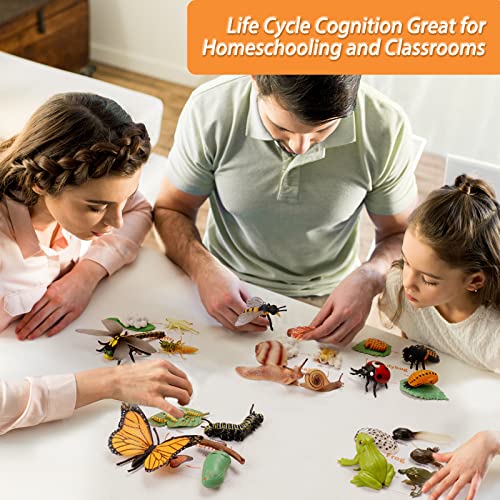 Montessori Animal Life Cycle Figurine Set