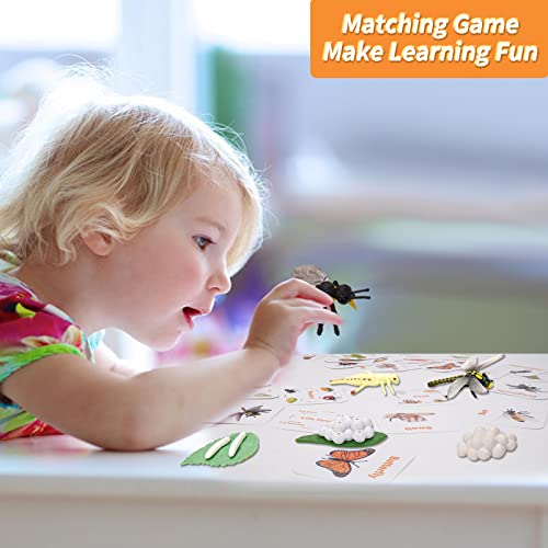 Montessori Animal Life Cycle Figurine Set