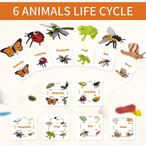 Montessori Animal Life Cycle Figurine Set