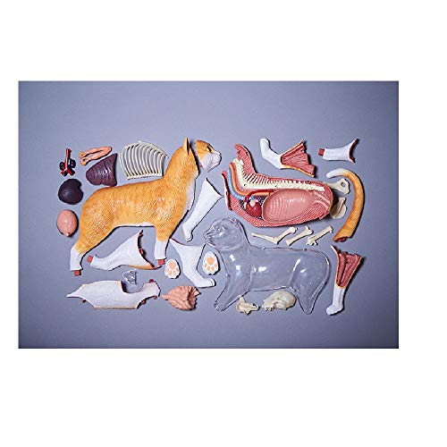 Orange Tabby Cat Skeleton Model Kit