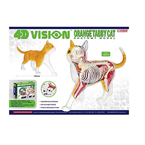 Orange Tabby Cat Skeleton Model Kit