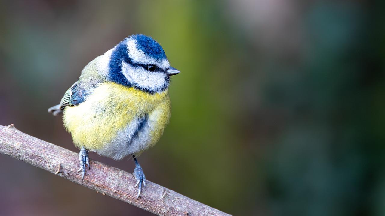 US Dollar bills scattered on the floor