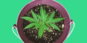 Free Beginner Grow Guide by Leafwell