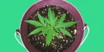 Free Beginner Grow Guide by Leafwell
