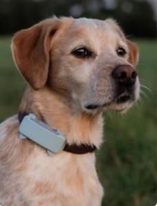 Tractive GPS Dog Tracker with Bark Monitoring