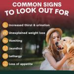 Liver Support for Dogs 