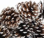 18 pieces Snow Tipped Or Plain Brown Pinecones for all Your Christmas Projects