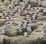 Pecorino Romano - DOP