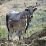 Caciocavallo Podolico