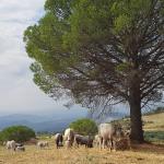 Caciocavallo Podolico