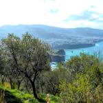 Dolceterra Cold-Pressed Organic Olive Oil 