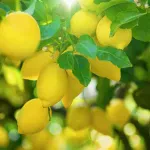 Ravello' Memoritaly Limoncello from Amalfi Coast