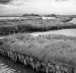 Sarde Marinata Selvatica SLOW FOOD Traditional of Comacchio Valleys 