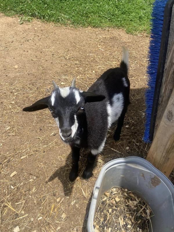 Goats