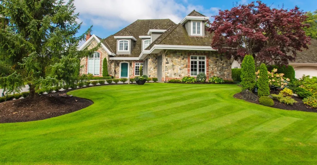 Lawn Mower Yard