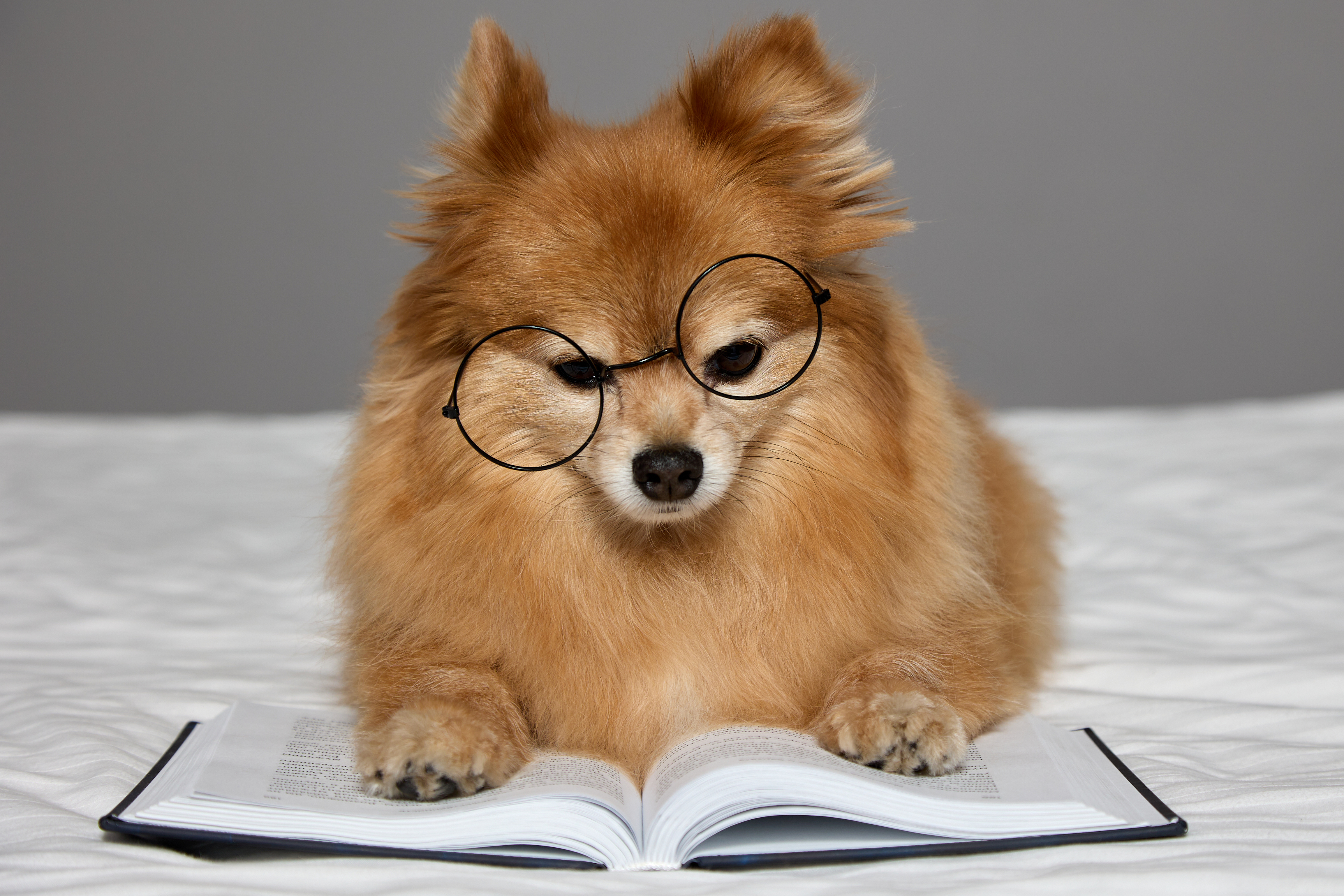 Exciting Ways to Keep Your Pup Moving